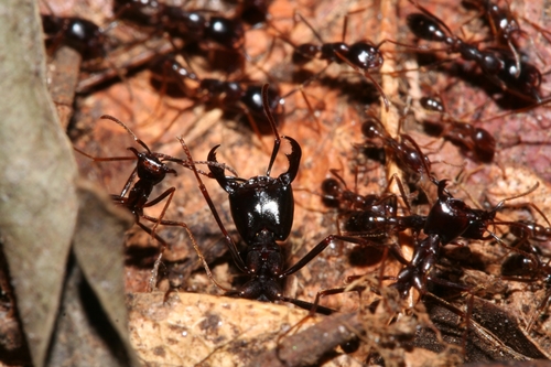 Dorylus nigricans