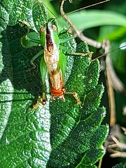 Conocephalus (Anisoptera) ictus image