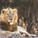 Lion - Photo (c) Ashutosh Shinde, all rights reserved, uploaded by Ashutosh Shinde