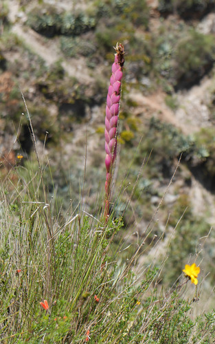 Tillandsia walteri Mez