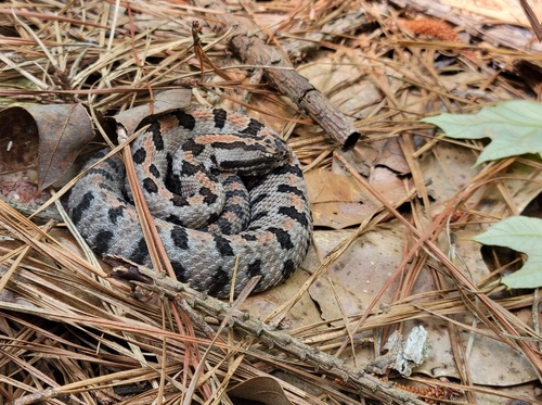 Pygmy Rattlesnake