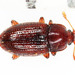 Cerylonidae - Photo (c) Jim McClarin, todos los derechos reservados