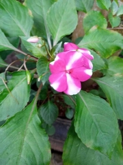 Impatiens walleriana image