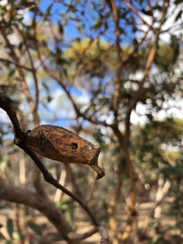 Apiomorpha pomaphora · iNaturalist