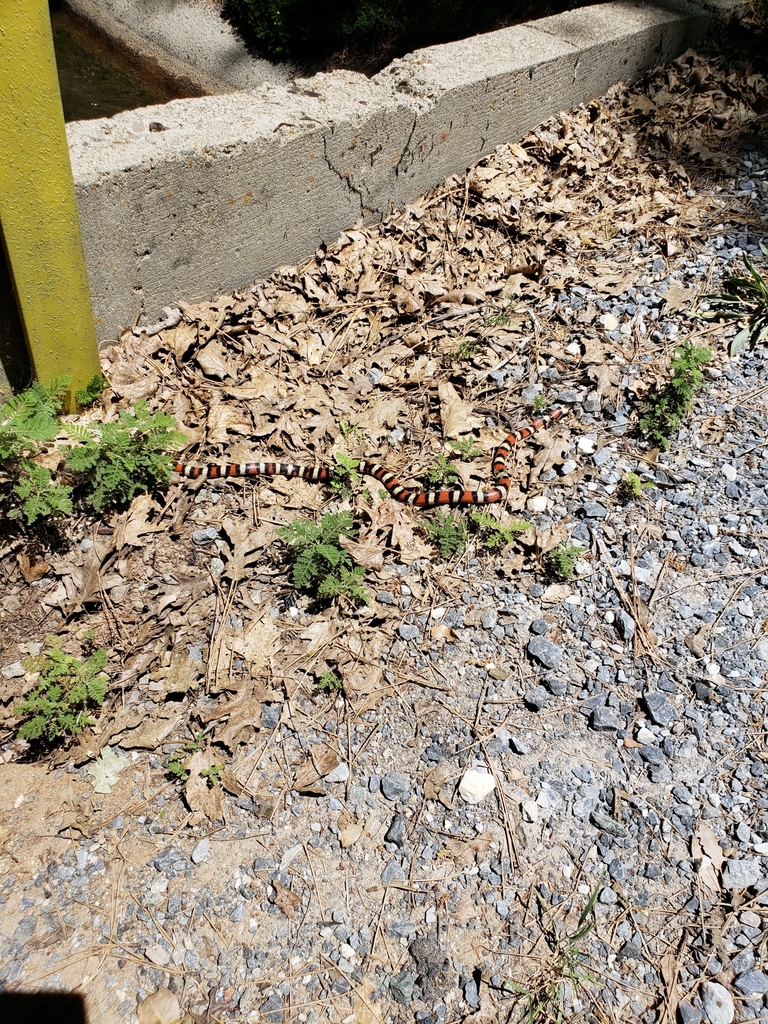 California Mountain Kingsnake In June 2018 By Felicia Hill INaturalist   Large 