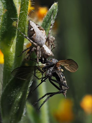 iNaturalist observation photo of Western Lynx Spider