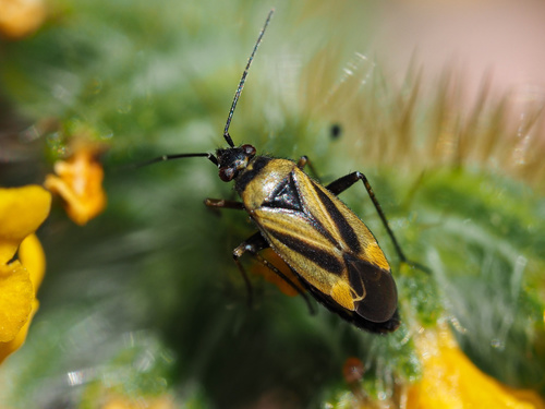 iNaturalist observation photo of Fiddleneck Plant Bug