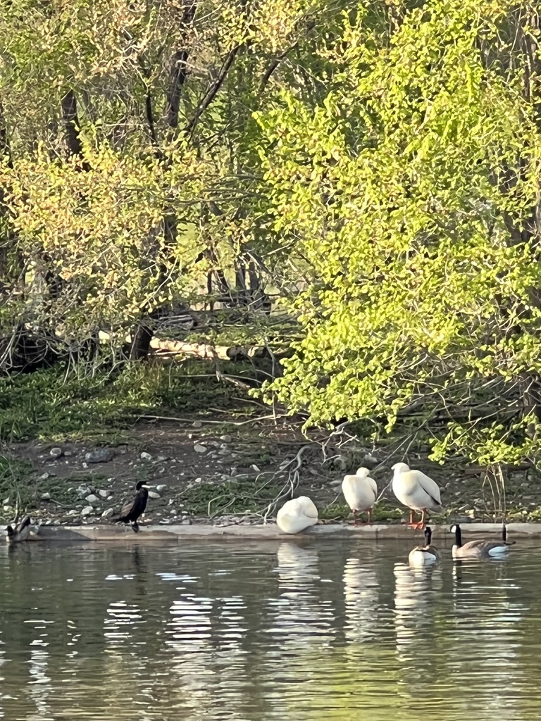 Birds from Liberty Park, Salt Lake City, UT, US on May 04, 2022 at 07: ...