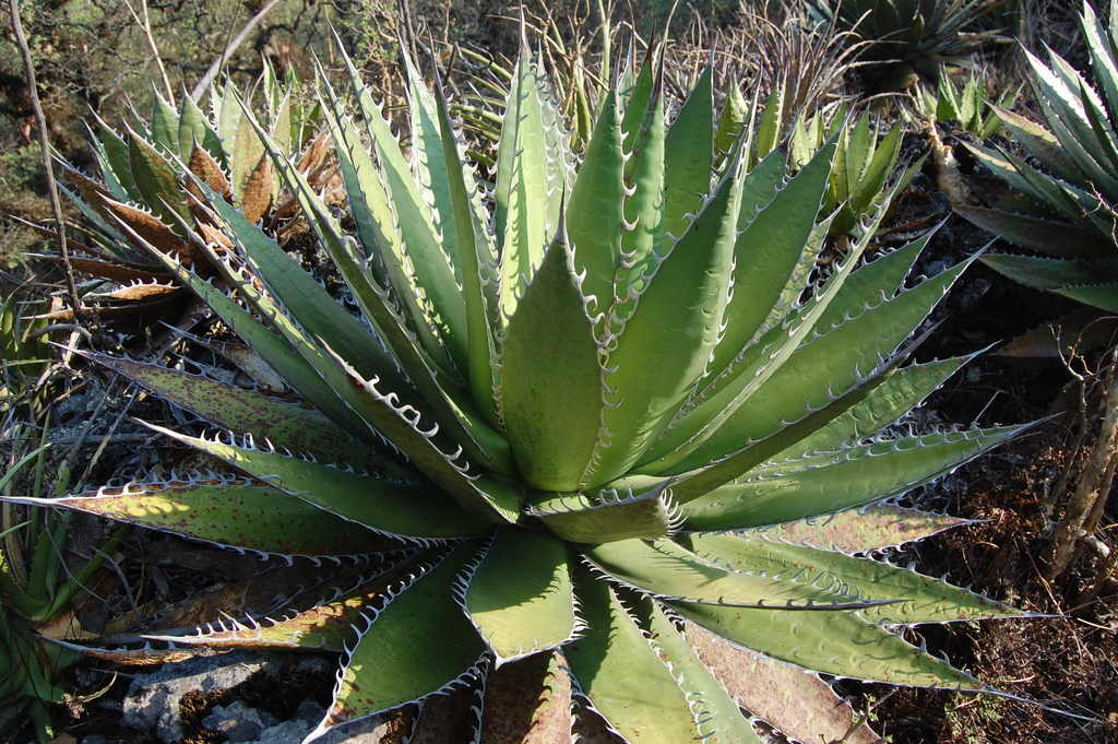 Subspecies Agave horrida horrida · iNaturalist