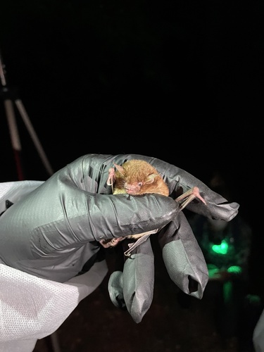 Southeastern Myotis