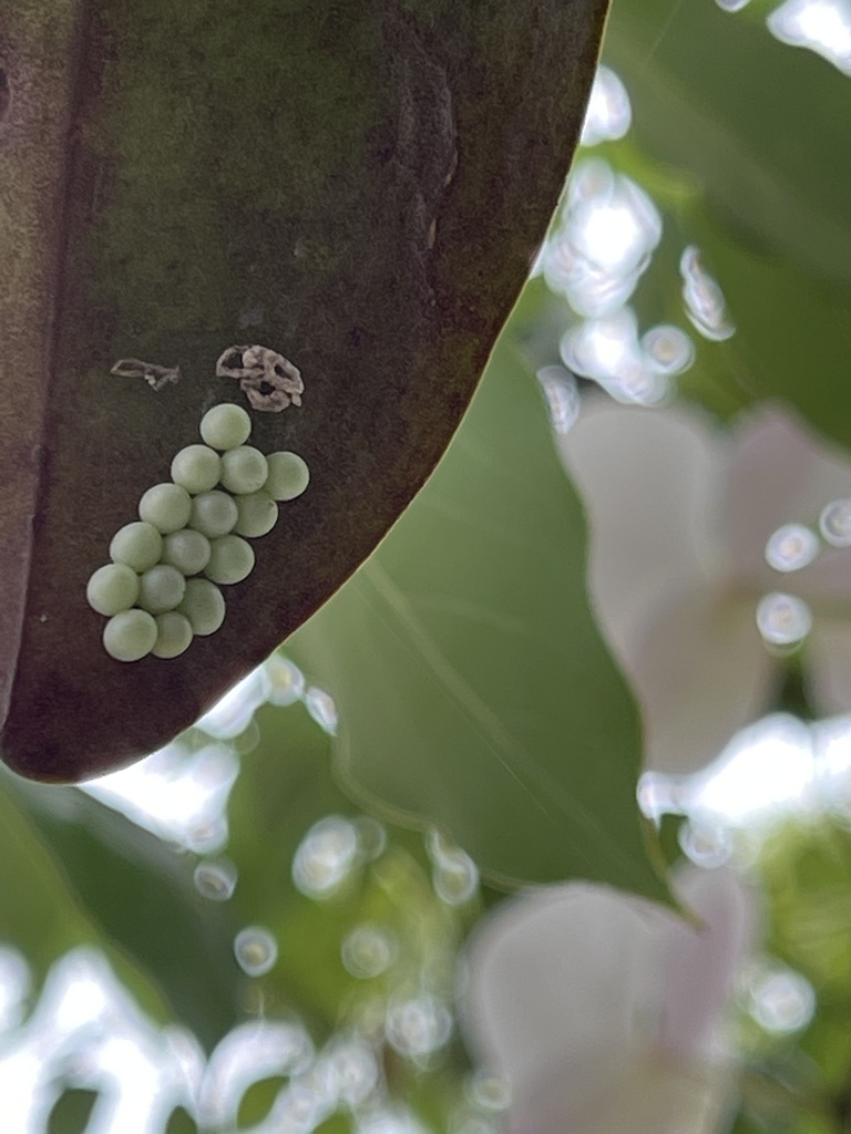 Lychee Stink Bug from 雲215, 古坑鄉, TW on May 5, 2022 at 10:50 AM by cmina ...