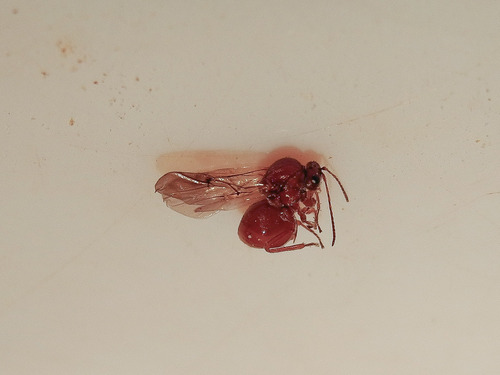 California Gall Wasp