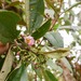 Blakea multiflora - Photo (c) Ruth Ripley, all rights reserved, uploaded by Ruth Ripley