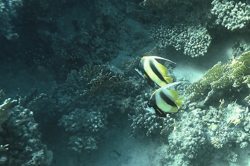 Red Sea Bannerfish — seen at this dive site