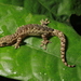Khlong Lan Slender Gecko - Photo (c) Parinya Herp Pawangkhanant, all rights reserved, uploaded by Parinya Herp Pawangkhanant