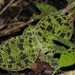 Macodes petola - Photo 由 Parinya Herp Pawangkhanant 所上傳的 (c) Parinya Herp Pawangkhanant，保留所有權利