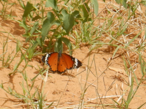 Plain Tiger Butterfly