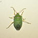 Chlorocoris rufopictus - Photo (c) Jorge Rojas S., all rights reserved, uploaded by Jorge Rojas S.