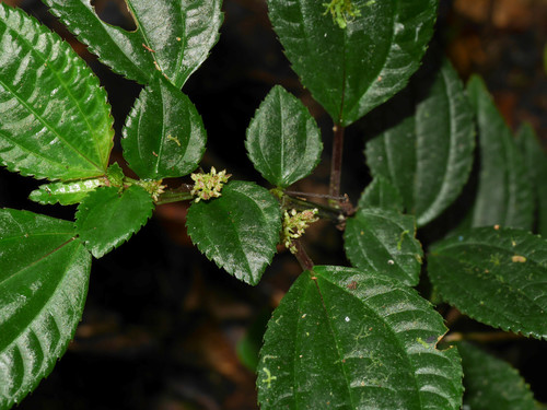 Pilea costata
