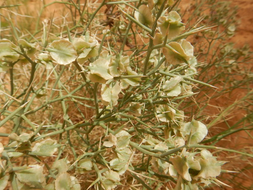 Zilla spinosa macroptera