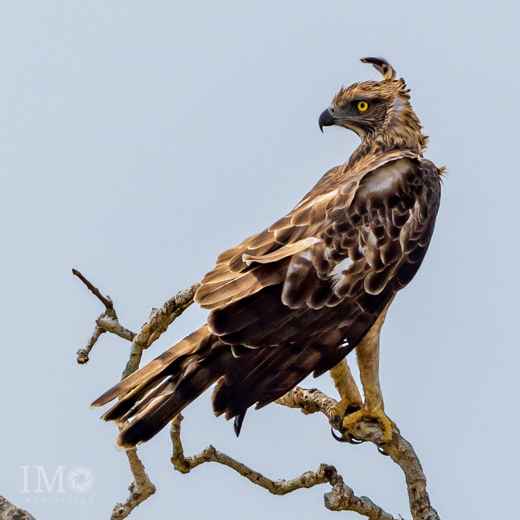 鳥頭∈(・ө・)∋出品 鳳頭鷹鵰(Nisaetus cirrhatus) · 愛自然-臺灣(iNaturalist Taiwan)