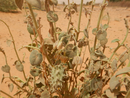 Pergularia tomentosa