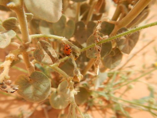 Variegated Lady Beetle