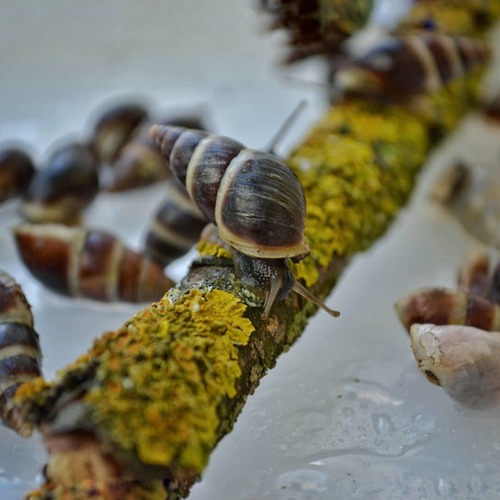 Caucasicola raddei