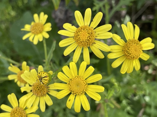 Oxford Ragwort