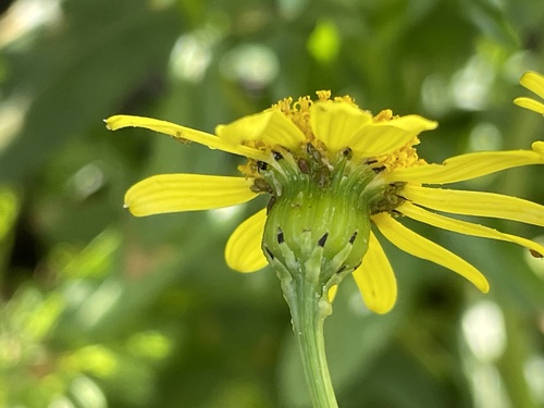 Oxford Ragwort