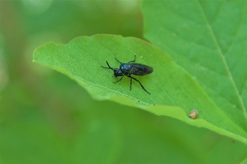 Joonkh Insect Observations by yoonhyuk · iNaturalist