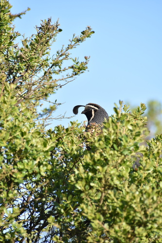 iNaturalist observation photo of California Quail