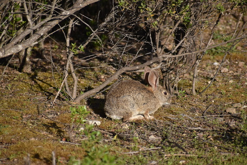 iNaturalist observation photo of Brush Rabbit