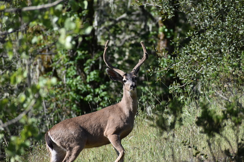 iNaturalist observation photo of Columbian Black-tailed Deer