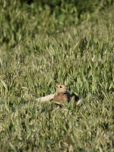 iNaturalist observation photo of California Ground Squirrel