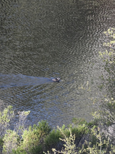 iNaturalist observation photo of Pied-billed Grebe