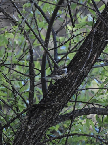 iNaturalist observation photo of Myrtle Warbler