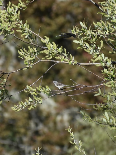 iNaturalist observation photo of Audubon's Warbler