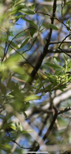 iNaturalist observation photo of Northern Yellow Warbler