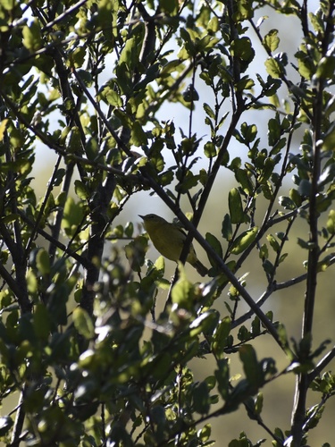 iNaturalist observation photo of Orange-crowned Warbler