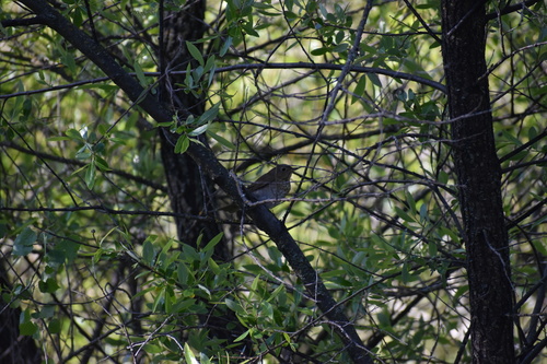 iNaturalist observation photo of Hermit Thrush