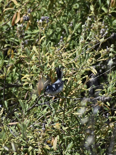 iNaturalist observation photo of Blue-gray Gnatcatcher