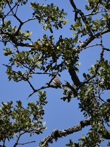 iNaturalist observation photo of Lazuli Bunting