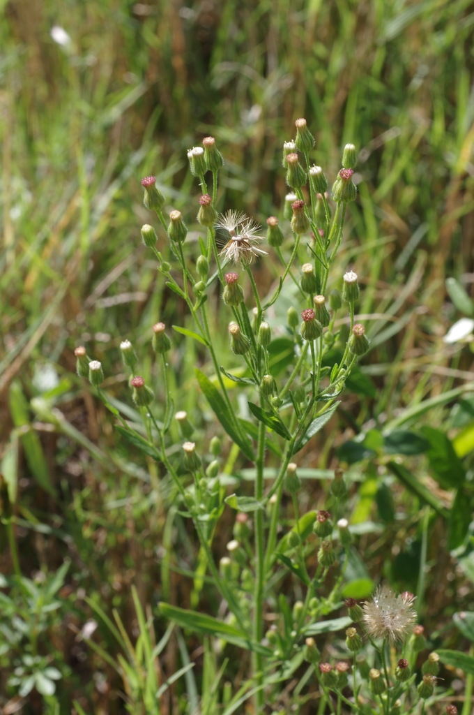 Tall Fleabane from Whitestar, Burnside, Bulawayo, Zimbabwe on April 30
