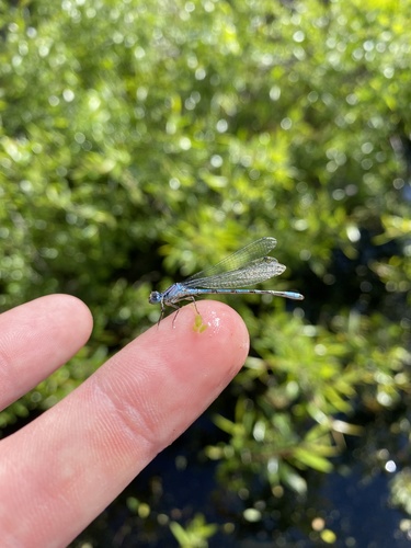 iNaturalist observation photo of Bluets