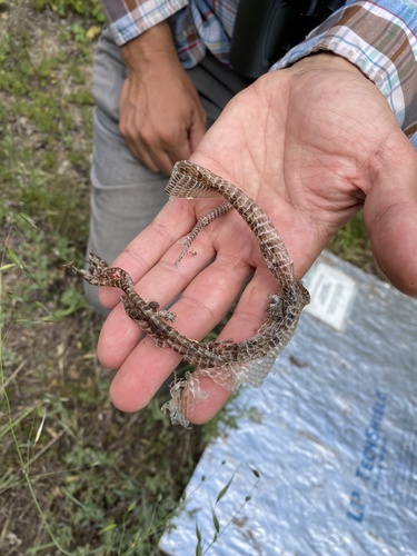 iNaturalist observation photo of Western Alligator Lizards