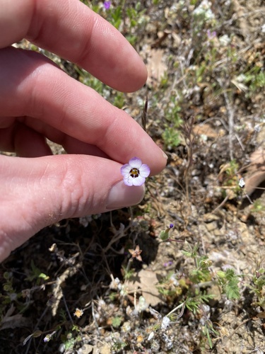 iNaturalist observation photo of bird's-eye gilia