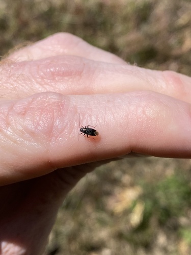 iNaturalist observation photo of Plant Bugs