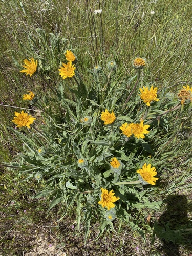 iNaturalist observation photo of narrowleaf mule-ears