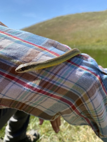iNaturalist observation photo of Western Yellow-bellied Racer